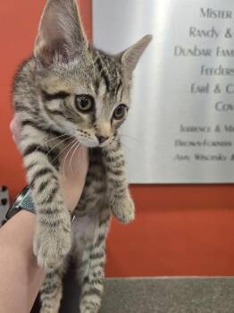 Domestic Short Hair Cats Available for Adoption in Louisville, Kentucky - A796297 | PetCurious