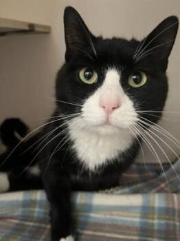 Sunshine -  Domestic Short Hair Cat Available for Adoption in Columbus, Indiana - Sunshine | PetCurious
