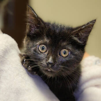 Rescue Domestic Short Hair Cats for Adoption in Versailles, Kentucky - Madame Morrible | PetCurious