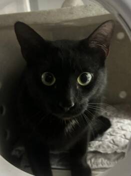 Domestic Short Hair Cats Available for Adoption - DAMA | PetCurious