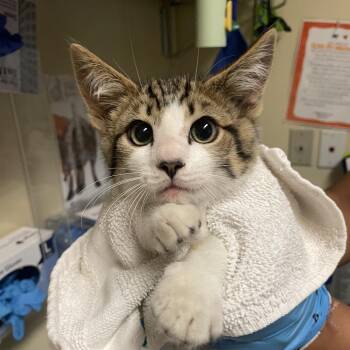 Guillermo Ochoa -  Domestic Short Hair Cat for Adoption in Pasadena, California - Guillermo Ochoa | PetCurious