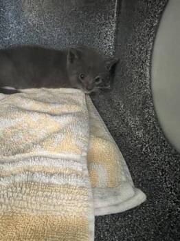 Storm Cloud -  Domestic Short Hair Cat for Adoption in Daytona Beach, Florida - Storm Cloud | PetCurious