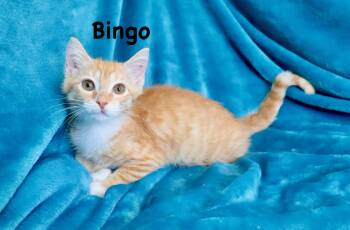 Bingo -  Tabby Cat for Adoption in St. Augustine, Florida - Bingo | PetCurious