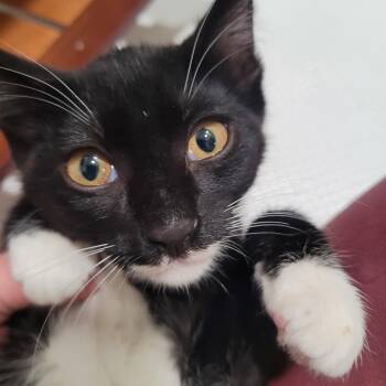Mercury (js) -  Domestic Short Hair Cat for Adoption in Los Angeles, California - Mercury (js) | PetCurious
