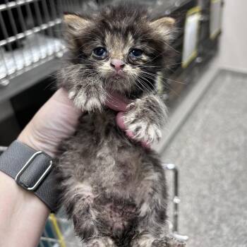 Garlic Knot -  Domestic Short Hair Cat for Adoption in Morganton, North Carolina - Garlic Knot | PetCurious