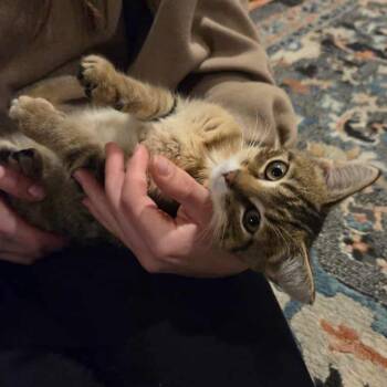 Rescue Domestic Short Hair Cats for Adoption in Wadena, Minnesota - Monster | PetCurious