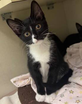 KC -  Domestic Short Hair Cat for Adoption in Winnipeg, Manitoba - KC | PetCurious