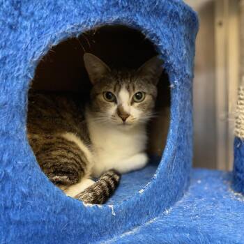 Bartolina Sisa -  Domestic Short Hair Cat for Adoption in Redwood City, California - Bartolina Sisa | PetCurious