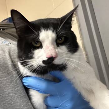 Taffy -  Domestic Short Hair Cat for Adoption in Concord, North Carolina - Taffy | PetCurious