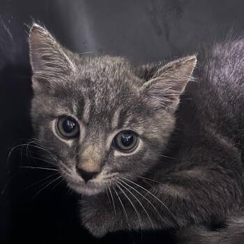 Dipper -  Domestic Short Hair Cat for Adoption in Summerville, South Carolina - Dipper | PetCurious