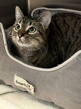 Domestic Short Hair Cats Available for Adoption in Killeen, Texas - ROGUE | PetCurious