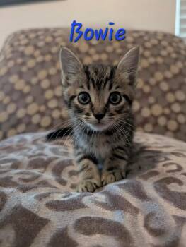 Bowie -  Domestic Short Hair Cat for Adoption in Anna, Texas - Bowie | PetCurious