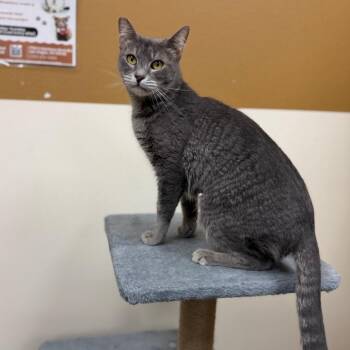 Marnie 54621 -  Domestic Short Hair Cat for Adoption in Las Vegas, Nevada - Marnie 54621 | PetCurious