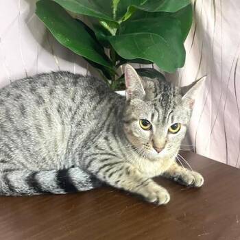 Moshi -  Domestic Short Hair Cat for Adoption in Long Beach, Mississippi - Moshi | PetCurious