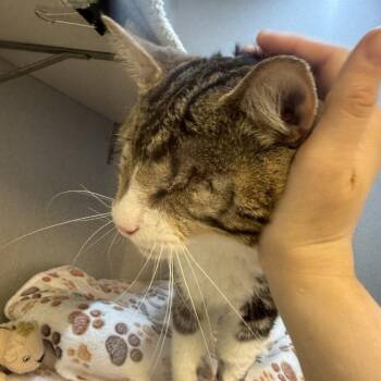 Orpheus -  Domestic Short Hair Cat for Adoption in Pittsburgh, Pennsylvania - Orpheus | PetCurious