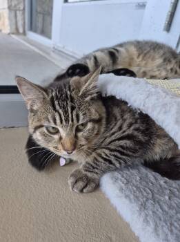 Rescue Domestic Short Hair Cats for Adoption in Schertz, Texas - McKinny | PetCurious