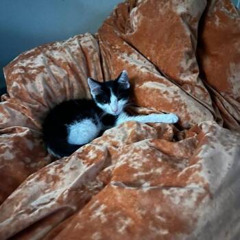 Houdini -  Domestic Short Hair Cat for Adoption in South Elgin, Illinois - Houdini | PetCurious