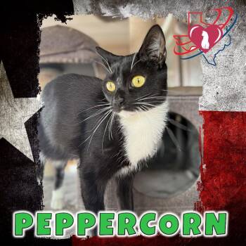 Peppercorn -  Domestic Short Hair Cat for Adoption in Squamish, British Columbia - Peppercorn | PetCurious