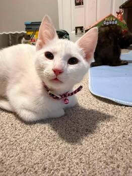 Sugar -  Domestic Short Hair Cat for Adoption in Newport, Kentucky - Sugar | PetCurious