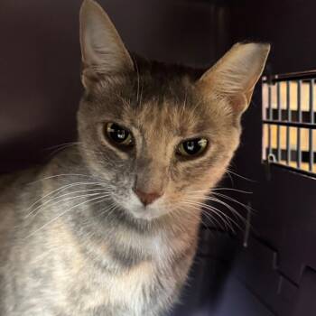 Posey -  Domestic Short Hair Cat for Adoption in Decatur, Georgia - Posey | PetCurious