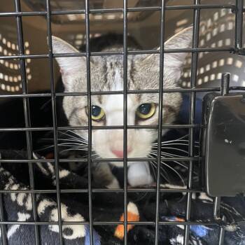 Domestic Short Hair Cats Available for Adoption in Clearwater, Florida - Buggy | PetCurious