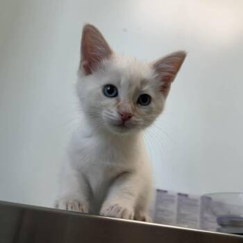 Domestic Short Hair Cats Available for Adoption in Clavet, Saskatchewan - Flicker | PetCurious