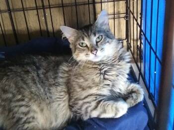 Serafino -  Domestic Medium Hair Cat for Adoption in PORT WENTWRTH, Georgia - Serafino | PetCurious