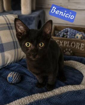 Benicio 0169 -  Domestic Short Hair Cat for Adoption in Dallas, Texas - Benicio 0169 | PetCurious