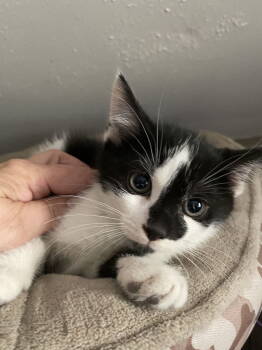 Rescue Domestic Short Hair Cats for Adoption in Jeffersontown, Kentucky - Reid | PetCurious