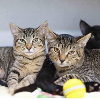 Carlie -  Domestic Short Hair Cat for Adoption in Atlanta, Georgia - Carlie | PetCurious