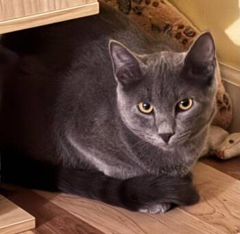 Domestic Medium Hair Cats Available for Adoption in Windsor, Connecticut - 2025-174 Gumdrop - In Foster | PetCurious
