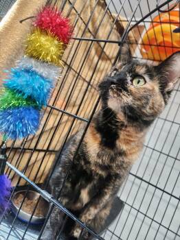 Callie -  Domestic Short Hair Cat for Adoption in Estes Park, Colorado - Callie | PetCurious
