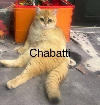 Chabatti -  British Shorthair Cat for Adoption in San Jacinto, California - Chabatti | PetCurious
