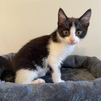 Domestic Short Hair Cats Available for Adoption in La Grange, Kentucky - Poison Ivy | PetCurious