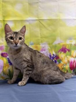 Domestic Short Hair Cats Available for Adoption in San Antonio, Texas - Platypus | PetCurious