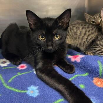 Alamo -  Domestic Short Hair Cat for Adoption in Kent, Washington - Alamo | PetCurious