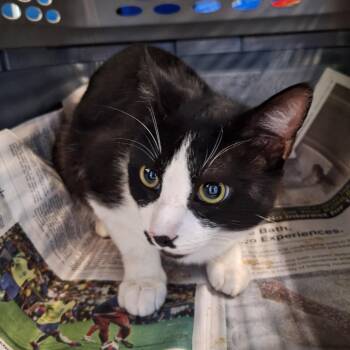 Oreo -  Domestic Medium Hair Cat Available for Adoption in Montgomery, Alabama - Oreo | PetCurious