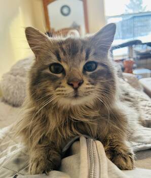 Domestic Long Hair Cats Available for Adoption - Harry | PetCurious