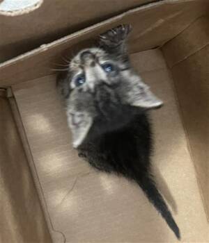 CAM -  Domestic Short Hair Cat for Adoption in Dallas, Texas - CAM | PetCurious