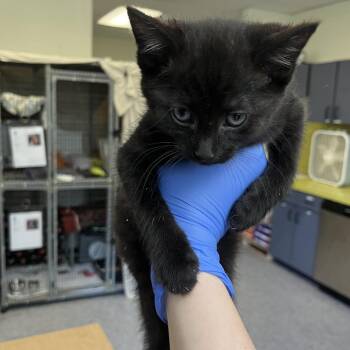 Llama Loafers -  Domestic Short Hair Cat for Adoption in Charlottesville, Virginia - Llama Loafers | PetCurious