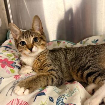 London -  Domestic Short Hair Cat for Adoption in West Palm Beach, Florida - London | PetCurious
