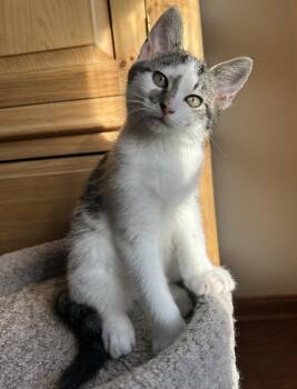 Rescue Domestic Short Hair Cats for Adoption in Wadsworth, Ohio - Chrlie | PetCurious