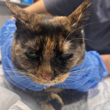 Mama -  Domestic Short Hair Cat for Adoption in Summerville, South Carolina - Mama | PetCurious