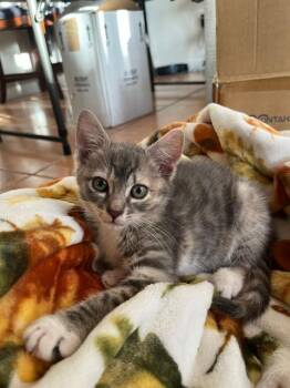 Domestic Short Hair Cats Available for Adoption in Homestead, Florida - Wanda Fairy | PetCurious
