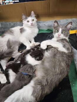 Selina Kyle and Helena Wayne -  Domestic Medium Hair Cat for Adoption in Rancho Santa Margarita, California - Selina Kyle And Helena Wayne | PetCurious