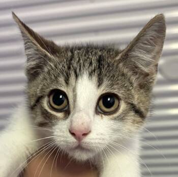 Rescue Domestic Short Hair Cats for Adoption in Vienna, Ontario - Popcorn | PetCurious