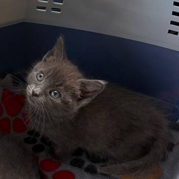 26-265 Lily -  Domestic Short Hair Cat for Adoption in North Branford, Connecticut - 26-265 Lily | PetCurious