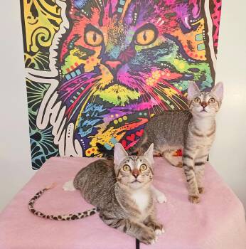 Clementine Skye -  Bengal and Tabby Cat for Adoption in Miami, Arizona - Clementine Skye | PetCurious