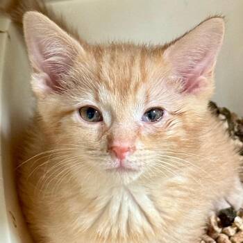 Domestic Short Hair Cats Available for Adoption in Chicago, Illinois - Orange Juice | PetCurious