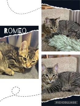 Rescue Domestic Short Hair Cats for Adoption in Newberg, Oregon - Romeo | PetCurious
